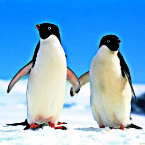 Penguin-Google-algorithm-VabMedia